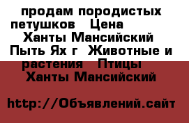 продам породистых петушков › Цена ­ 1 500 - Ханты-Мансийский, Пыть-Ях г. Животные и растения » Птицы   . Ханты-Мансийский